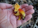 Hygrocybe splendidissima image