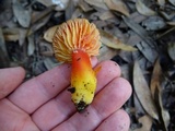 Hygrocybe splendidissima image