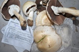 Agaricus arvensis image