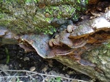 Phellinus gilvus image