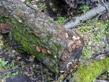 Phellinus gilvus image