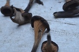 Craterellus fallax image