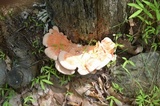 Laetiporus cincinnatus image