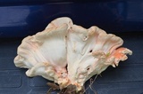 Laetiporus cincinnatus image