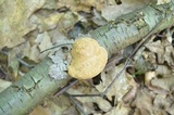 Hapalopilus rutilans image