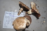 Agaricus californicus image
