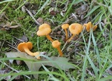 Cantharellus minor image