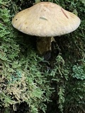 Suillus subaureus image
