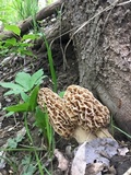 Morchella americana image