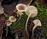 Hydropus praedecurrens image