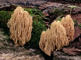 Ramaria stricta image