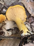 Cantharellus enelensis image
