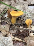 Cantharellus enelensis image