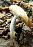 Amanita cokeri image