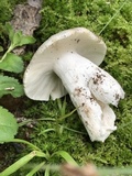 Russula parvovirescens image