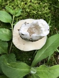 Russula parvovirescens image