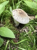 Russula parvovirescens image