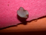 Dendrocollybia racemosa image