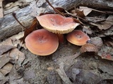 Lactifluus hygrophoroides image