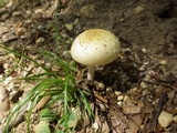 Amanita multisquamosa image