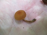 Pholiota granulosa image