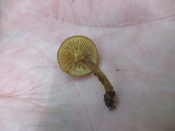 Pholiota granulosa image