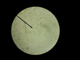 Pholiota granulosa image
