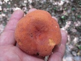 Lactifluus hygrophoroides image