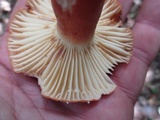 Lactifluus hygrophoroides image