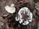 Lactarius subvellereus image