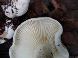 Lactarius subvellereus image