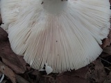 Russula aeruginea image