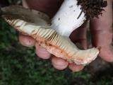 Russula dissimulans image