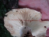 Russula dissimulans image