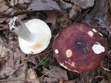 Russula vinacea image