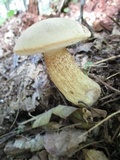 Tylopilus felleus image