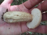 Tylopilus felleus image