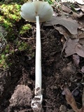 Amanita sect. Vaginatae image