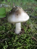 Amanita submaculata image