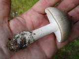 Amanita submaculata image
