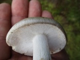 Amanita submaculata image