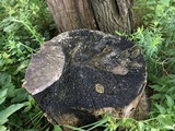 Daedalea quercina image
