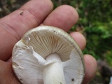 Amanita submaculata image