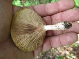 Clitopilus prunulus image