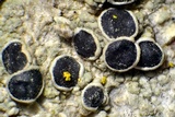 Tephromela atra var. atra image