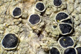 Tephromela atra var. atra image