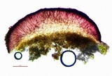 Tephromela atra var. atra image