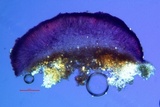 Tephromela atra var. atra image