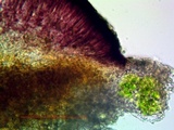 Tephromela atra var. atra image