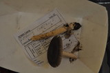 Amanita constricta image